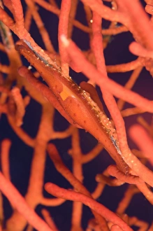 Bright red Cowrie on coral, Papua New Guinea Bright red Cowrie on coral, Papua New Guinea