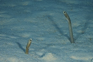 Brown Garden Eels protrude from their sea floor burrows Brown Garden Eels protrude from their sea floor burrows