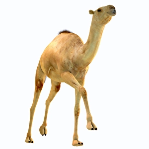 Extinct Mammals Prints: Camelops hesternus, front view