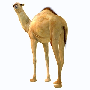 Extinct Mammal Prints: Camelops hesternus on white background