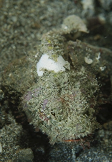 Camouflaged juvenile scorpionfish with red lips, North Sulawesi Camouflaged juvenile scorpionfish with red lips, North Sulawesi