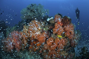 Cardinalfish surround a beautiful set of soft corals in Indonesia Cardinalfish surround a beautiful set of soft corals in Indonesia