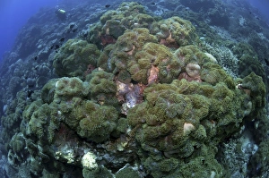 Carpet of green anemone, Christmas Island, Australia Carpet of green anemone, Christmas Island, Australia