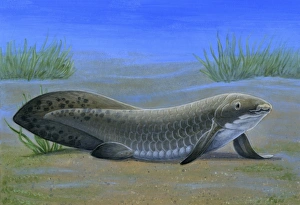 Ceratodus, an ancient lungfish that lived during the Triassic period Ceratodus, an ancient lungfish that lived during the Triassic period