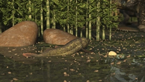 A Ceratodus lungfish from the early Cretaceous A Ceratodus lungfish from the early Cretaceous