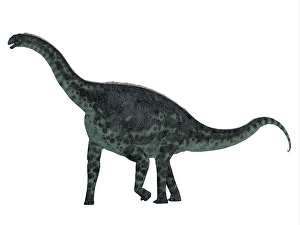 Prehistoric Creature Prints: Cetiosaurus dinosaur, side profile