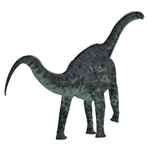 Prehistoric Creature Prints: Cetiosaurus dinosaur on white background
