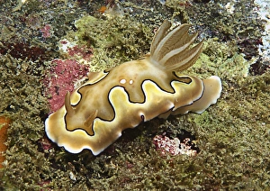 Chromodoris coi beige nudibranch with black line Chromodoris coi beige nudibranch with black line
