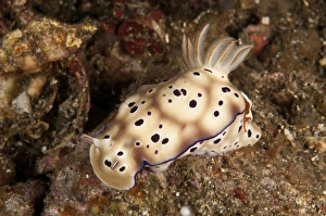 Chromodoris kunei nudibranch carrying an orange emperor shrimp on its back Chromodoris kunei nudibranch carrying an orange emperor shrimp on its back