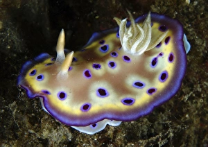 Chromodoris kuniei nudibranch, North Sulawesi Chromodoris kuniei nudibranch, North Sulawesi