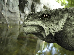 Close-up of the head of a Scutosaurus karpinskii Close-up of the head of a Scutosaurus karpinskii