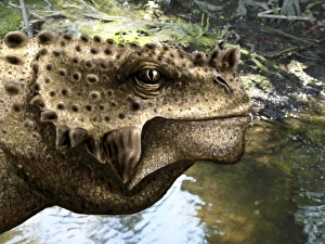 Close-up of the head of a Scutosaurus tuberculatus Close-up of the head of a Scutosaurus tuberculatus