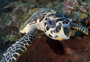 Close-up head on view of a hawksbill sea turtle Close-up head on view of a hawksbill sea turtle