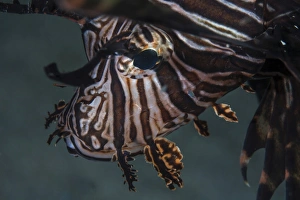 Close-up of a lionfish in Komodo National Park, Indonesia Close-up of a lionfish in Komodo National Park, Indonesia