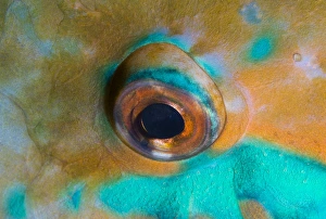 Close-up detail of parrotfish eye, Solomon Islands Close-up detail of parrotfish eye, Solomon Islands