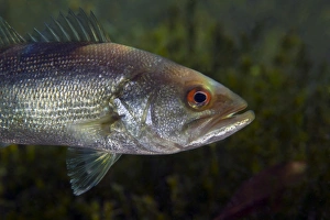 A close-up view of an adolescent Florida Largemouth Bass A close-up view of an adolescent Florida Largemouth Bass