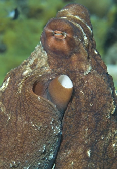 Close-up view of a common octopus, Kimbe Bay, Papua New Guinea Close-up view of a common octopus, Kimbe Bay, Papua New Guinea