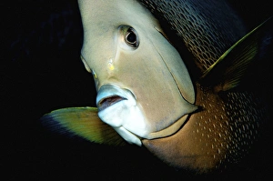 Close-up view of a gray angelfish, Grand Cayman Close-up view of a gray angelfish, Grand Cayman