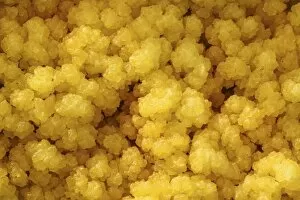 Images Dated 10th February 2008: Close-up of yellow salt crystals in the Dallol geothermal area, Danakil Depression