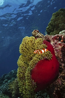 Clownfish inside a red and green anemone, North Sulawesi, Indonesia Clownfish inside a red and green anemone, North Sulawesi, Indonesia