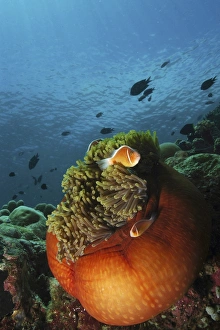 Clownfish and orange anemone, North Sulawesi, Indonesia Clownfish and orange anemone, North Sulawesi, Indonesia