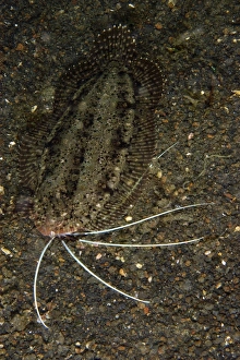 Cockatoo flounder on black sand, North Sulawesi Cockatoo flounder on black sand, North Sulawesi