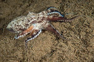 Amphioctopus Marginatus Prints: Coconut octopus in the Philippines