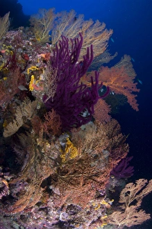 Colorful assorted sea fans and soft coral, Solomon Islands Colorful assorted sea fans and soft coral, Solomon Islands
