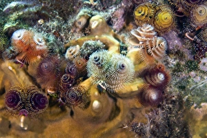 Colorful Christmas Tree Worms, Key Largo, Florida Colorful Christmas Tree Worms, Key Largo, Florida