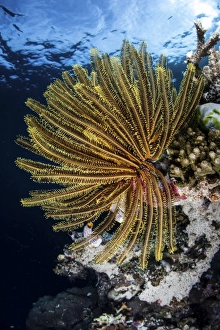 A colorful crinoid clings to a reef dropoff in Raja Ampat A colorful crinoid clings to a reef dropoff in Raja Ampat