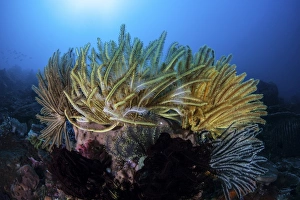 Colorful crinoids aggregate on a healthy coral reef in Indonesia Colorful crinoids aggregate on a healthy coral reef in Indonesia