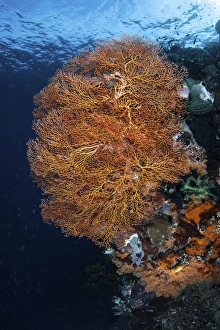 A colorful gorgonian grows on a reef dropoff in Raja Ampat A colorful gorgonian grows on a reef dropoff in Raja Ampat