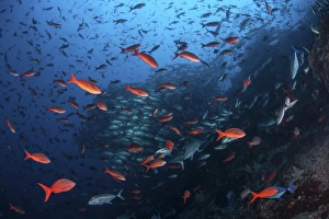 Colorful Pacific creolefish in deep water near Cocos Island, Costa Rica Colorful Pacific creolefish in deep water near Cocos Island, Costa Rica