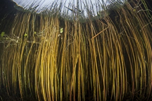 Colorful reeds grow to the surface along the edge of a freshwater lake Colorful reeds grow to the surface along the edge of a freshwater lake
