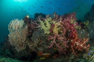 Colorful reef with gorgonian sea fan, soft corals and school of anthias fish Colorful reef with gorgonian sea fan, soft corals and school of anthias fish