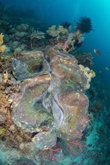 Colorful reef scene with massive giant clam, West Papua, Indonesia Colorful reef scene with massive giant clam, West Papua, Indonesia