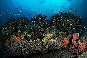 Colorful reef scene of orange anthias swimming amongst hard corals Colorful reef scene of orange anthias swimming amongst hard corals
