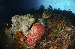 Colorful sea wall with regal angelfish and barrel sponges Colorful sea wall with regal angelfish and barrel sponges