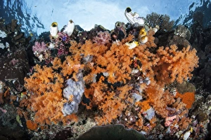 Colorful soft corals grow on a reef dropoff in Raja Ampat Colorful soft corals grow on a reef dropoff in Raja Ampat