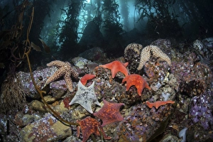 Colorful starfish cover the bottom of a giant kelp forest Colorful starfish cover the bottom of a giant kelp forest