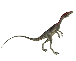 Bipedal Dinosaur Species Prints: Compsognathus dinosaur