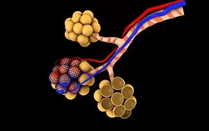 Alveolar Sacs Collection: Conceptual image of alveoli