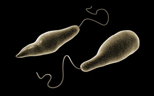 Euglena Conceptual Print