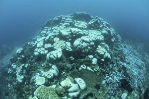Corals are beginning to bleach on a reef in Indonesia Corals are beginning to bleach on a reef in Indonesia