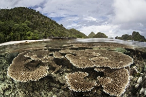 Corals grow on a shallow reef in Raja Ampat, Indonesia Corals grow on a shallow reef in Raja Ampat, Indonesia