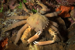 Philippine Sea Creatures Prints: Crab in the Philippines