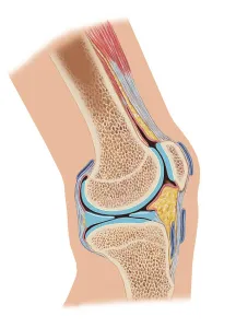 Human Leg Anatomy Prints: Side cross section of knee joint showing internal structures