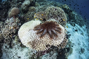A crown-of-thorns starfish feeds on a table coral A crown-of-thorns starfish feeds on a table coral
