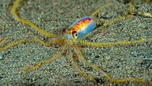 Bali Wildlife Prints: Cryptic wunderpus octopus