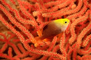Tropical Fish Images Prints: This darker version of Talbot's damselfish